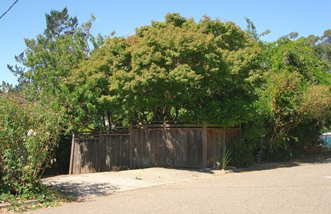 Overgrown vegetation hides Quans home.
