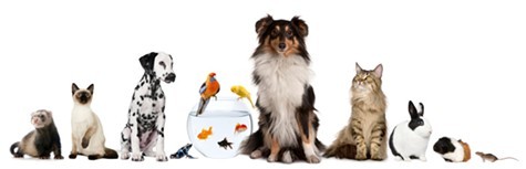 pets.jpg