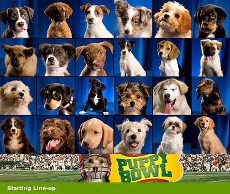 Animal Planets Puppy Bowl premieres Sunday, February 3.