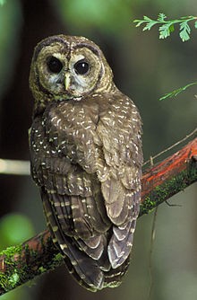 Northern spotted owl.