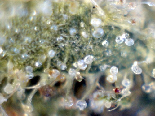 Lab on a leaf: Cannabinoids are made in tiny, external plant glands called trichomes, shown here