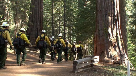 Fire crews start protecting Tuolumne Grove in Yosemite. Fire crews start protecting Tuolumne Grove in Yosemite.