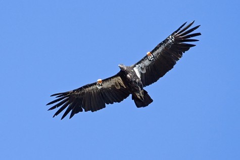 California condor.