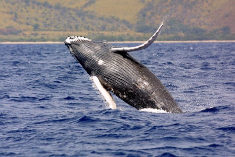 Navy exercises may be harming humpback whales and other species off the California Coast. Navy exercises may be harming humpback whales and other species off the California Coast.