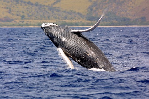 Navy exercises may be harming humpback whales and other species off the California Coast.