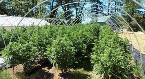 An outdoor medical marijuana garden in Northern California in 2013