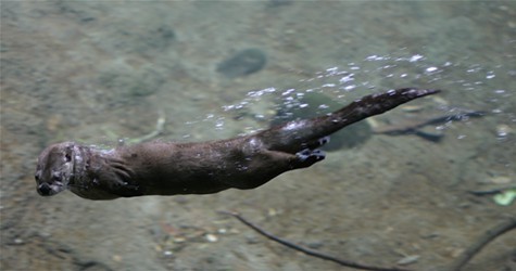 RiverOtter.jpg