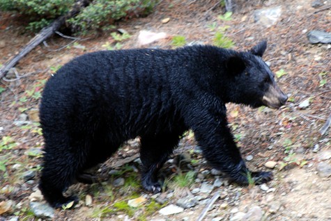 Black bear.