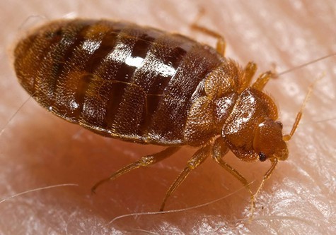 Tenants said their apartment building at 715 Peralta Avenue is infested with bedbugs.