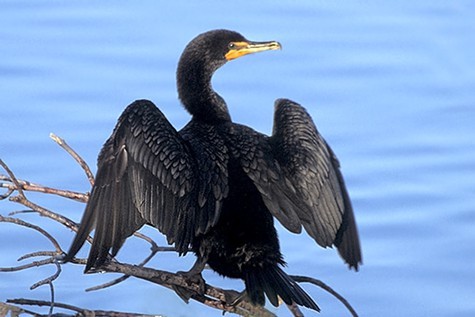 Double-crested cormorant.