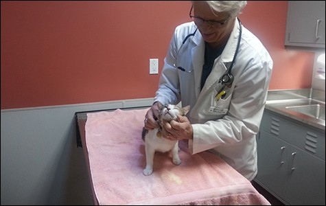 East Bay SPCA veterinarian examines a cat that came from Oakland Animal Services.