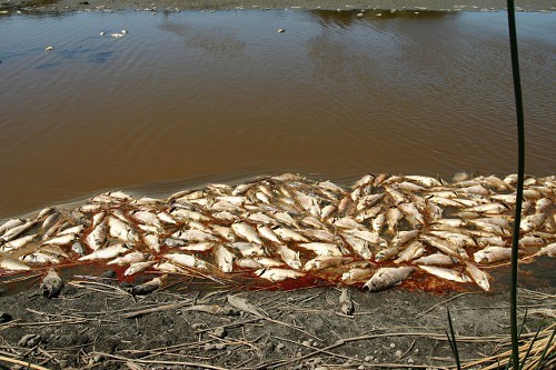 Chevron killed these fish, but thats not as sexy as a weed story. Chevron killed these fish, but thats not as sexy as a weed story.
