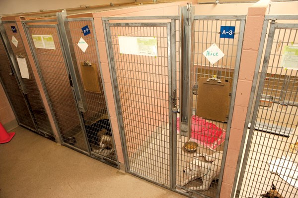 Oakland Animal Services Oakland Animal Services