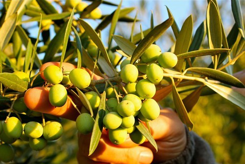 amphora_olive_oil.jpg