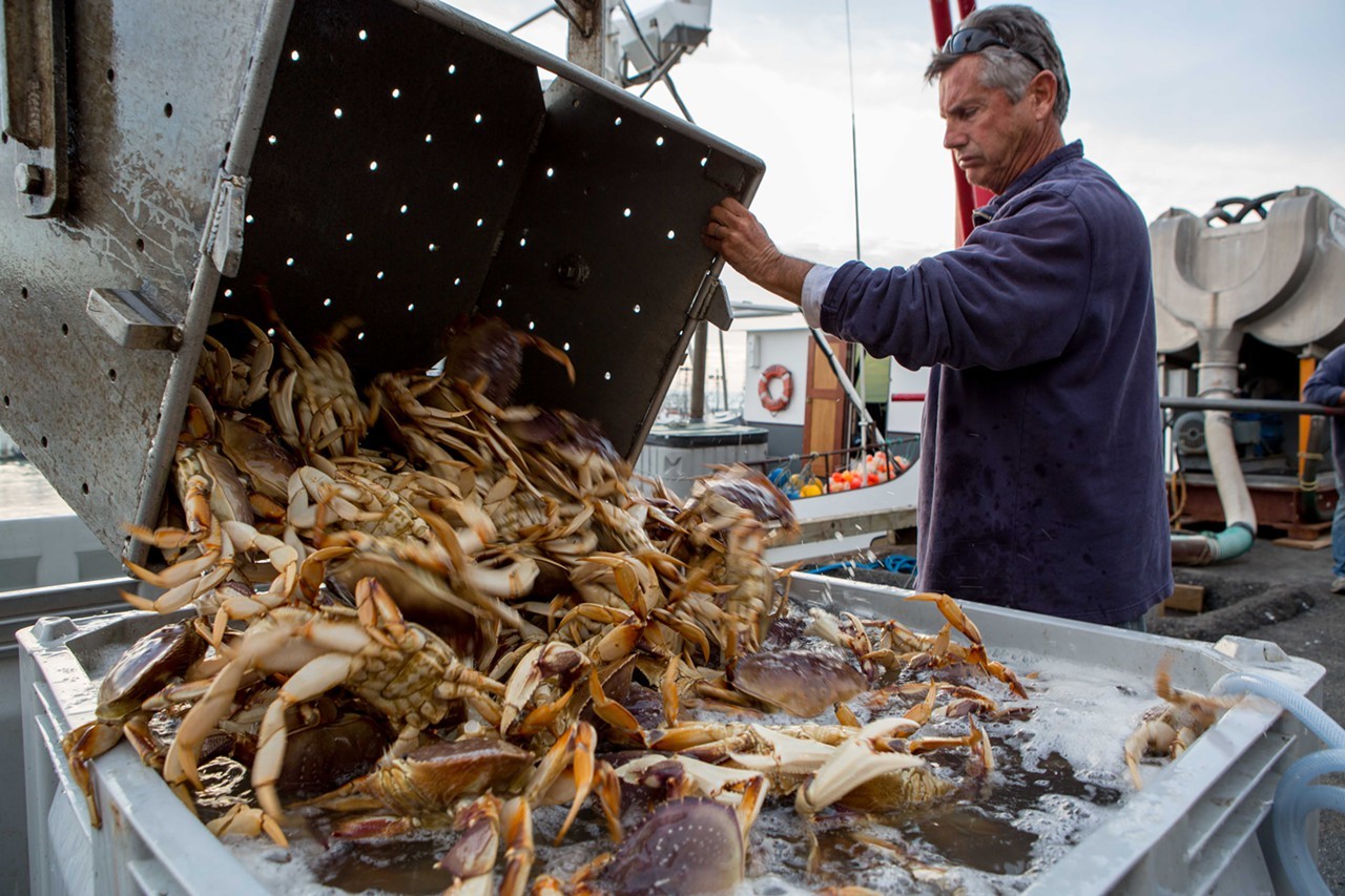 Recreational Dungeness Crab Season 2025 Carol Paige