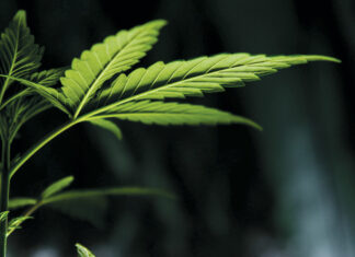 2021 READERS’ PICKS: Cannabis