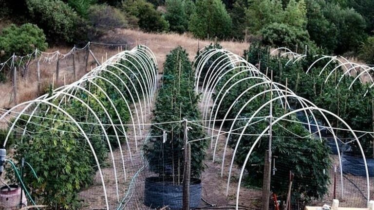 Feds’ Marijuana Fishing Expedition Called Off in Mendocino County