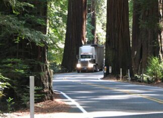 Albany City Council Adopts Resolution to Oppose Cutting Trees in State Park