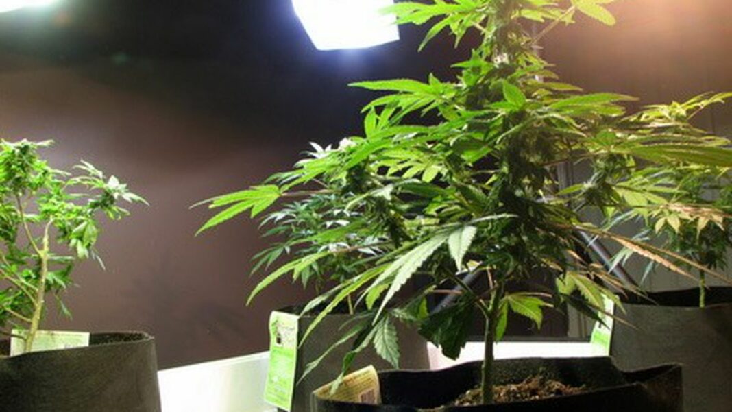 1274818355-cannabis_growing-featured