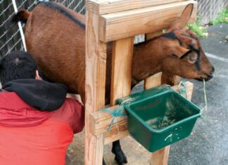 Keeping Goats in Oakland