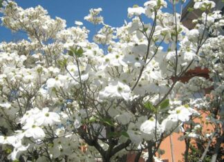 In Rockridge, a Rarefied Crime: Flower Poaching