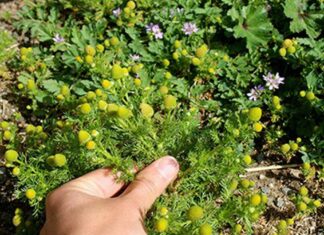 Eat Your Weeds