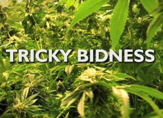 Filmmaker JoAnn Schuch to Screen and Discuss Pot Regulation Documentary