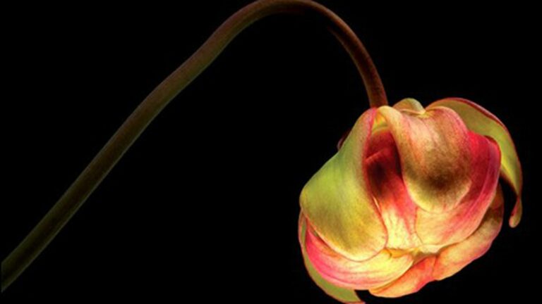 Flower Power