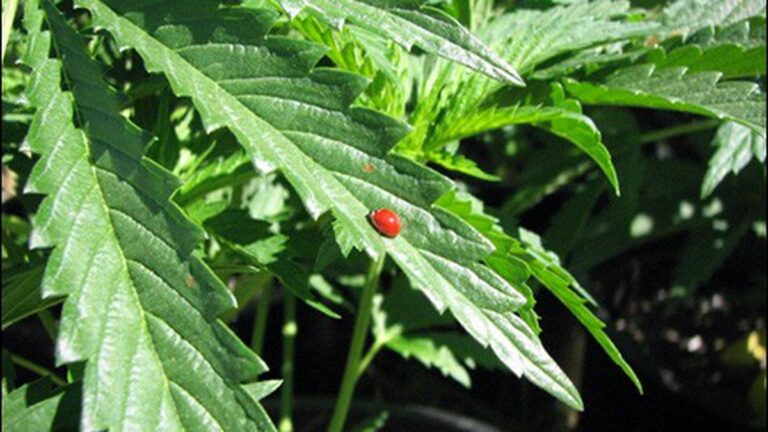 How To Grow Organic Pot