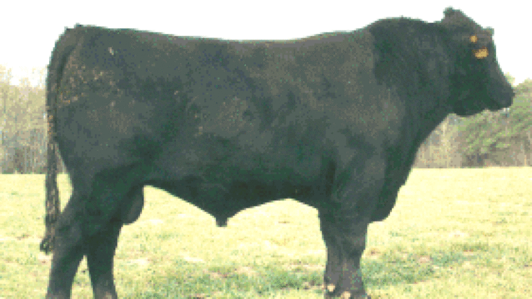 Investigative Blogger Probes Green Meat