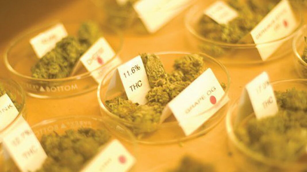 1349907629-1323205132-1310668447-dispensary_dank-featured