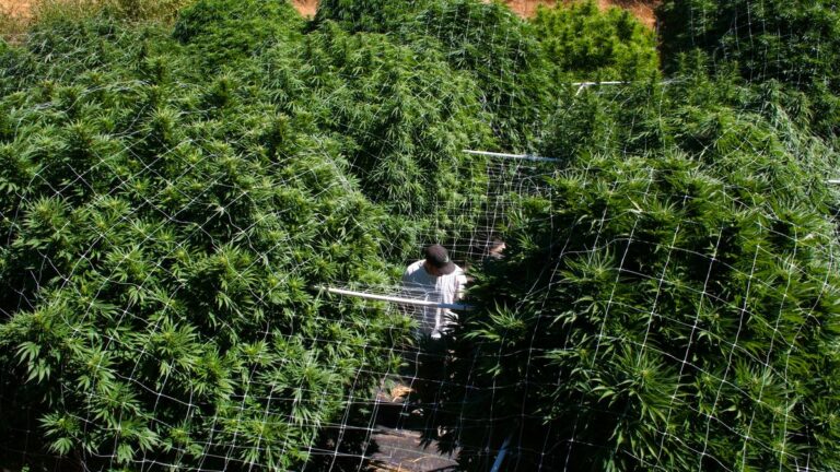 Monster Marijuana Bushes in Eastern Washington By October