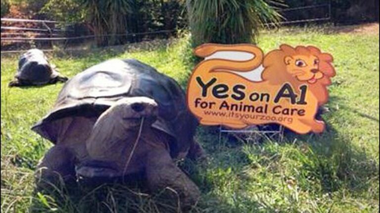 Oakland Zoo Operators Violate Election Laws