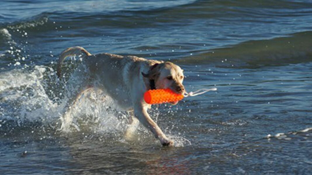 1354209151-dog_with_plastic_toy_cynr_flickr_cc_-featured