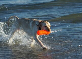 Plastic Dog Toys May Be Toxic