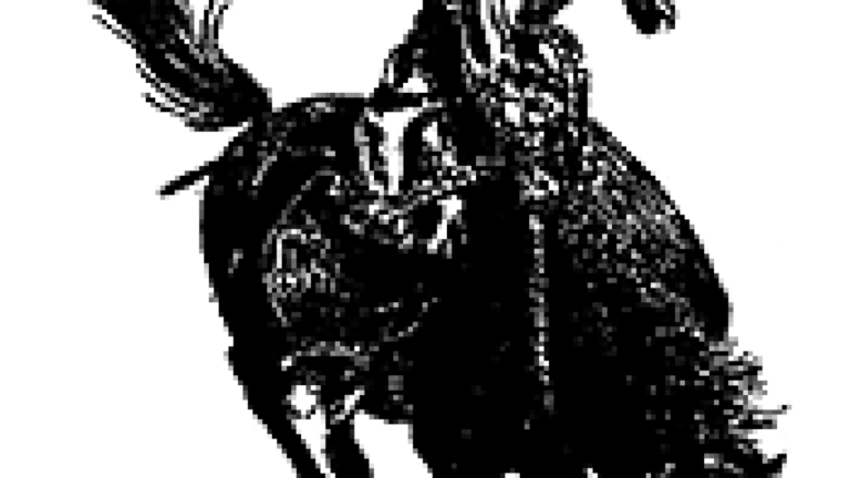 Rawhide