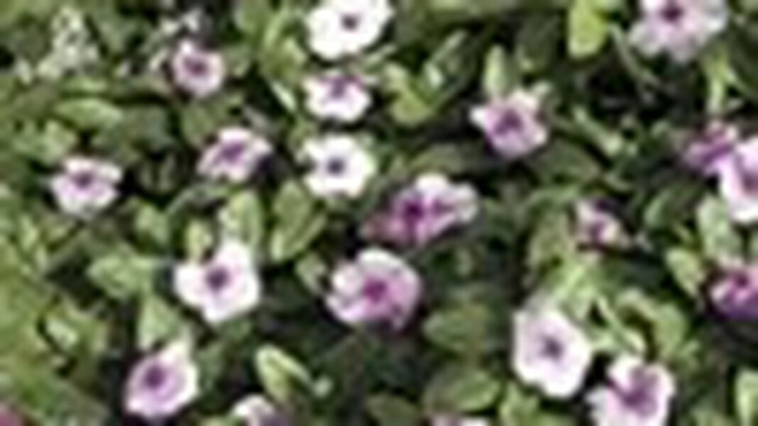 The Experts' Favorite Nurseries East Bay Express Oakland, Berkeley