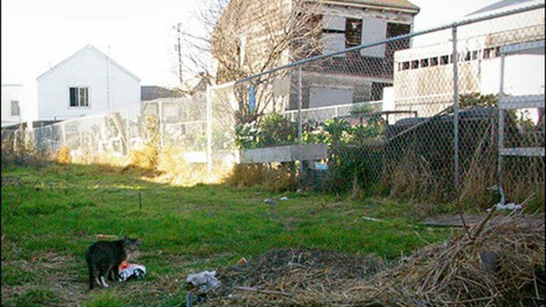 The Oakland Cat Trappers