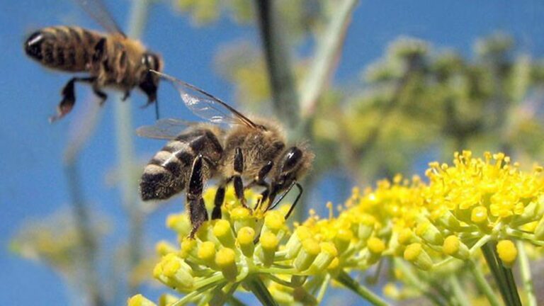 Campaign to Eradicate Moth Could Threaten Cats, Honeybees
