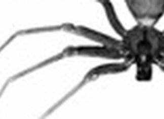 Arachnophobia