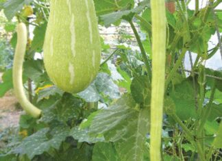 The Secrets of Vertical Gardening