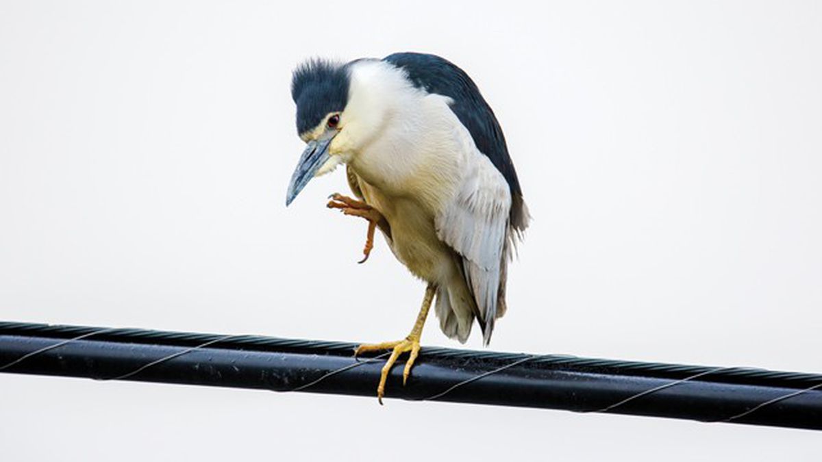 The Great Heron Project
