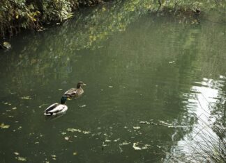 Oakland’s Sewer Problems Still Stink