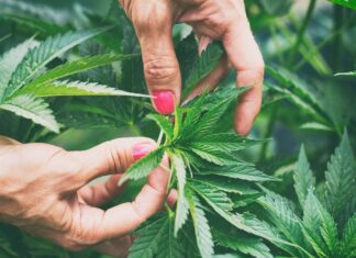 Can Cannabis Be Considered a Psychedelic?