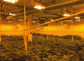 Richmond Mayor and Sons Profiting from Cannabis Compliance Push
