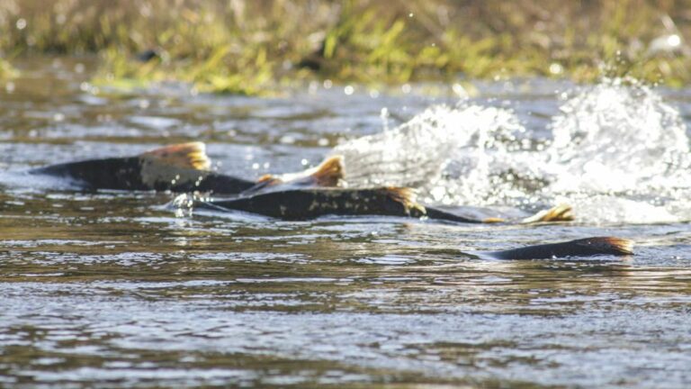 Trump Administration Plan Allows Delta Water Managers to Kill Off Winter-Run Chinook Salmon