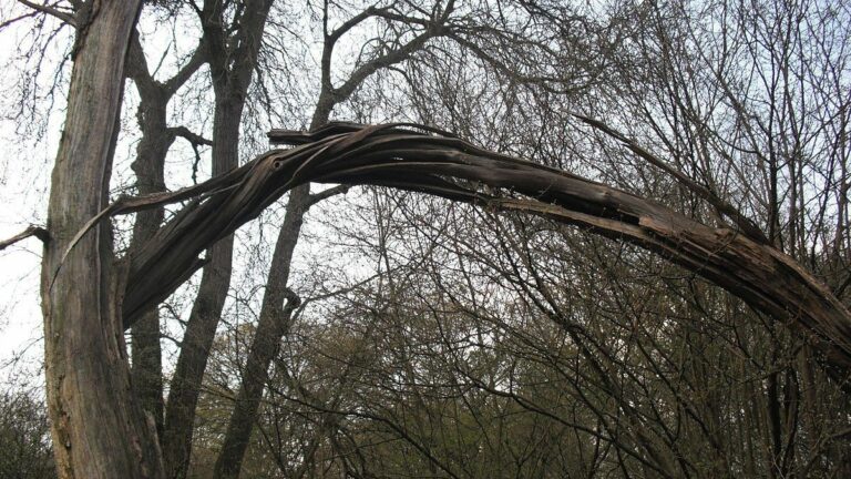 Monday’s Briefing: Wind gusts of 58 mph in Oakland; Downed power lines and trees in the East Bay