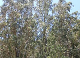 East Bay Hills Tree Removal Plan Still Sparking Debate
