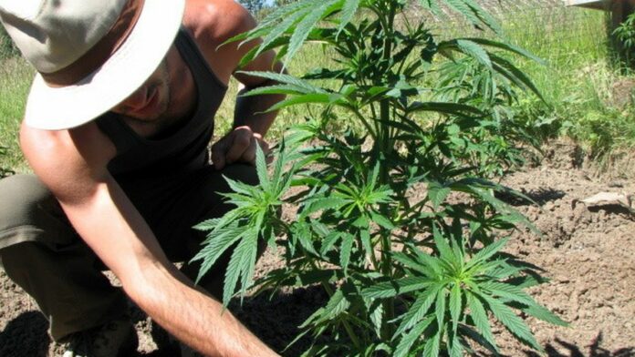 California Medical Marijuana Regulations — What’s in SB 643?