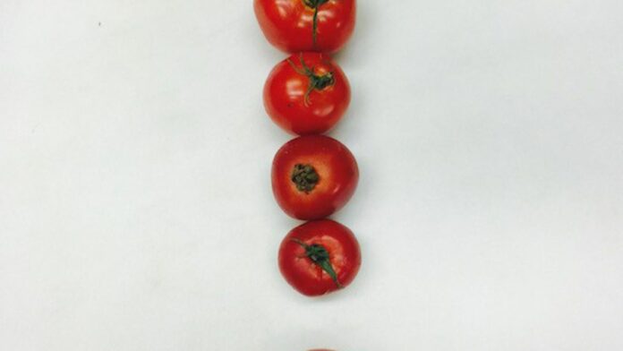 Mid-Week Menu: Tomatoes at Oliveto, a $19 Minimum Wage Proposal for Berkeley, and Two New Urban Farms in the East Bay